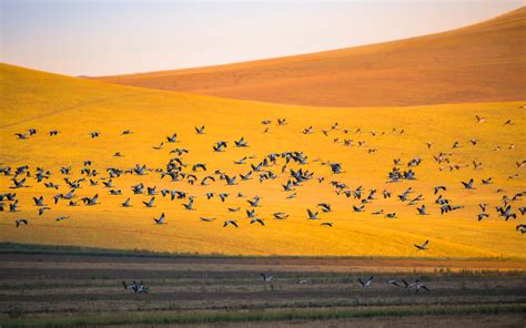 Why Do Whooping Cranes Migrate? - International Crane Foundation