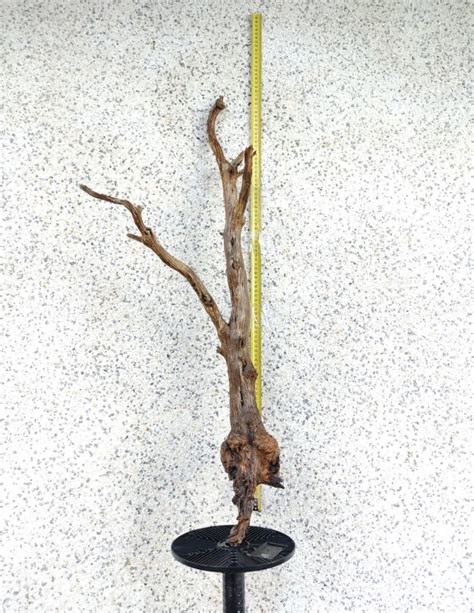 Madera tanuki N43 - Bonsai Mazuza