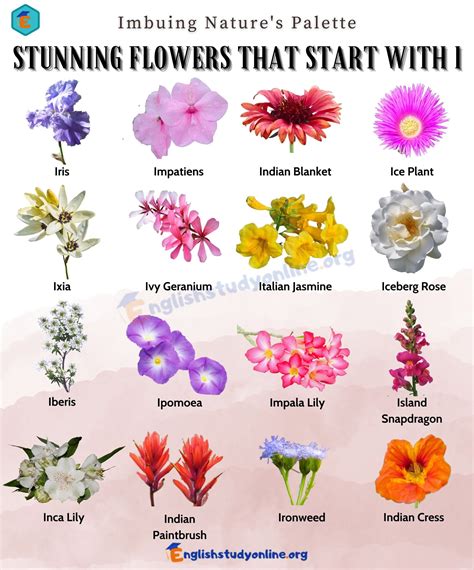 Interesting Flowers That Start With I: Explore English and Spanish Beauties