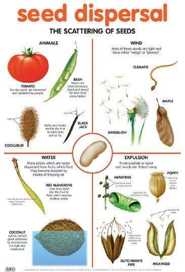 Seed Dispersal Examples 的图像结果