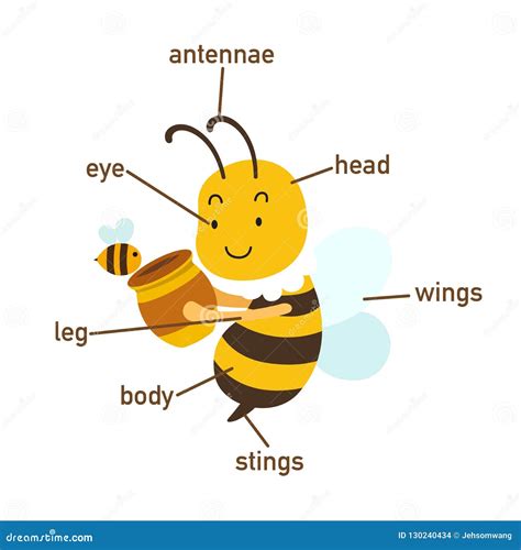 Parts Of A Bee Worksheet