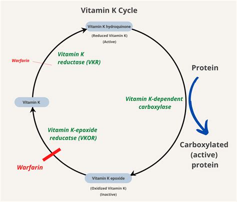 Vitamin K Function In Blood
