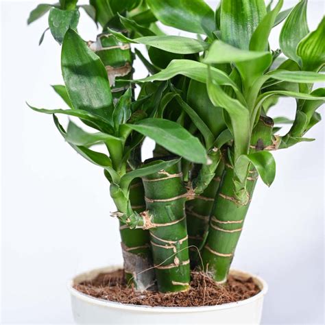 Buy Exclusive Lotus Lucky Bamboo 5 Sticks Plant | Ugaoo