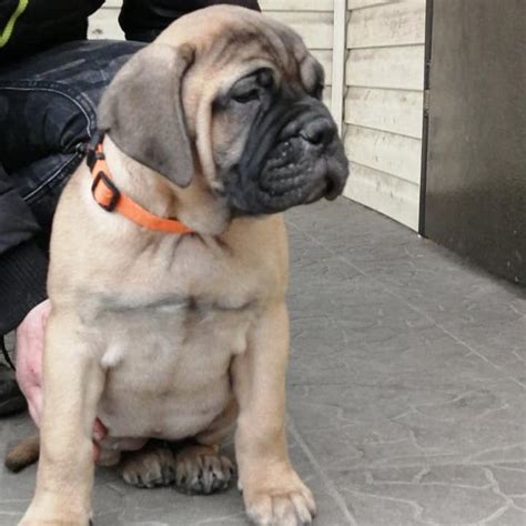 Bull Mastiff Puppies for sale in Delhi NCR | India | Dav Pet Lovers