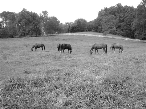 Equestrian Community | Milton, GA