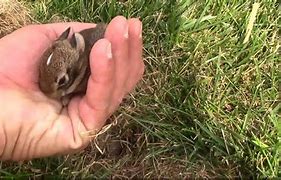 Image result for First Born Baby Rabbit