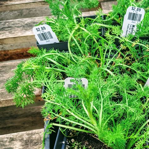 Chamomile Companion Plants – What to Grow Nearby - Bunny's Garden