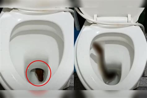 泰国男子深夜上厕所，在马桶中发现“它”，尝试驱赶却屡战屡败