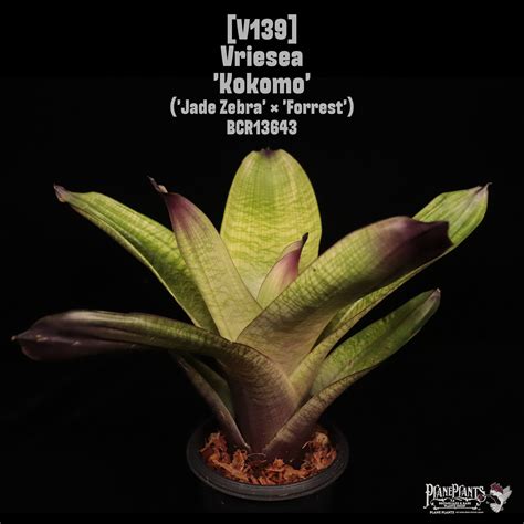 Vriesea 'Kokomo'〔フリーセア〕V139 | plane plants