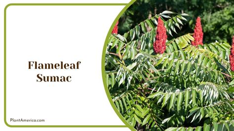 Sumac Tree Identification 的图像结果
