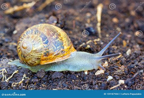 Garden Snail Helix Aspersa on a Walk after the Rain. Stock Photo - Image of aspersum, brown ...