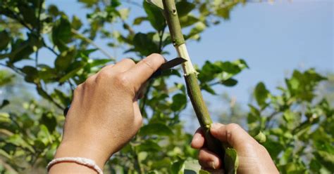 How To Do Inarch Grafting