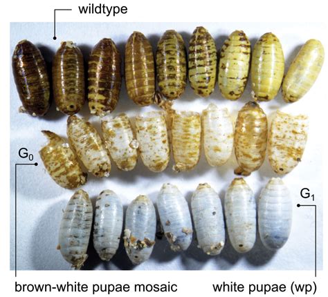 Insect Pupa Pupa Of A Moth Cut Out Stock Images & Pictures Alamy