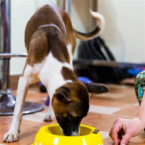 Does a Dog Fit My Lifestyle? - FOUR PAWS International - Animal Welfare ...