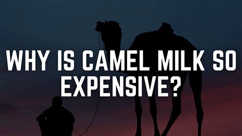 Camel milk: 10 Suprising Benefits You Need to Know – Juba Farms