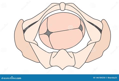 Left Occiput Transverse | LOT Baby Fetal Position Pelvis ROT Right Stock Vector - Illustration ...