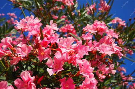 Apocynaceae Nerium Oleander