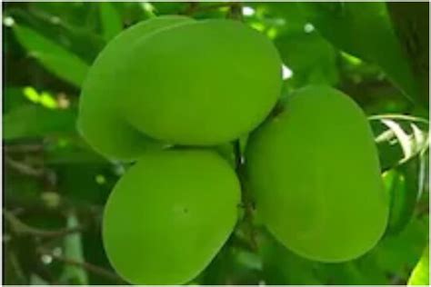 Rataul Mango: पश्चिमी उत्तर प्रदेश के रटौल आम को मिली वैश्विक पहचान ...