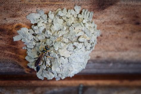 Look Up: Mud Daubers — Todd Henson Photography
