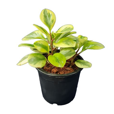 Variegated Baby Rubber Plant | Unique & Easy