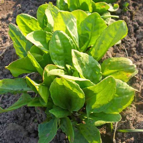 Health benefits of French Sorrel - Health Benefits