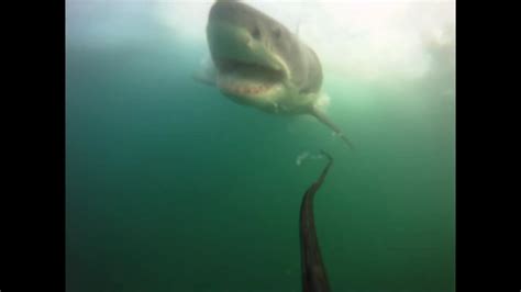 Image result for Alien Hammond Shark