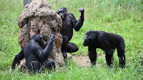 https://www.tokyo-zoo.net/image/chimpanzee-4.jpg