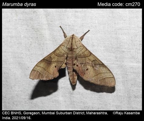 Marumba dyras | Moths
