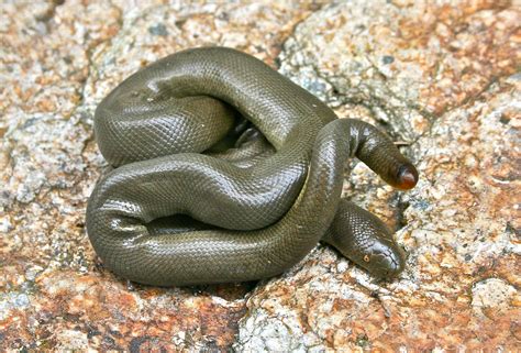 Rubber Boa Pet Snake at Zane Anthony blog