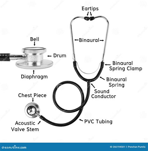 Anatomy of Stethoscope Medical or Components of a Stethoscope Medical Isolated on White ...