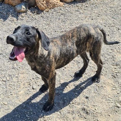 Orion » Kanarenhunde e.V.