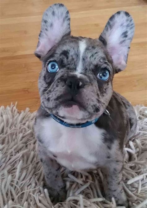 Grey French Bulldog Puppy, Merle French Bulldog, French Bulldogs, Cute ...