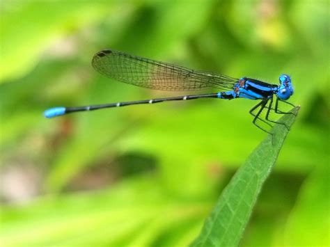 Damselfly And Dragonfly