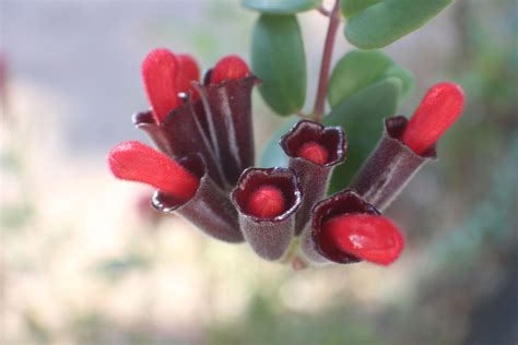 Aeschynanthus radicans Jack | Plants of the World Online | Kew Science