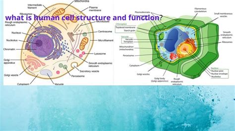 Image result for Human Cell Structure and Function