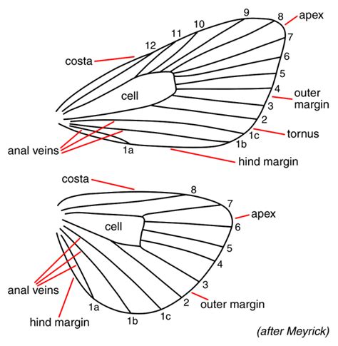 Image result for Sets Example in Program Python Representation