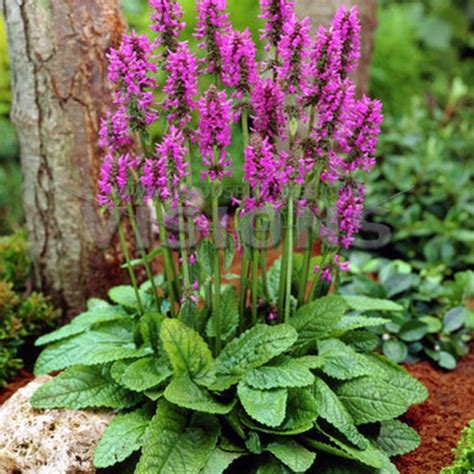Andoorn Stachys Monieri Hummelo | Plants, Flowers perennials, Shade ...