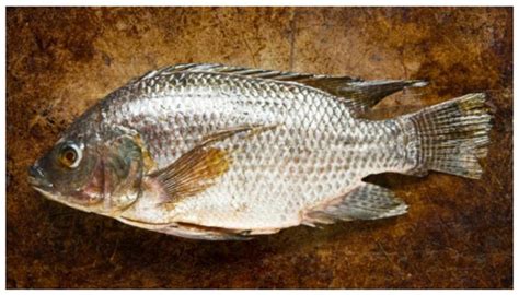 7 Tips to Identify Fresh Fish