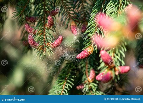 Rezultat imagine pentru Pollen Tree Falling