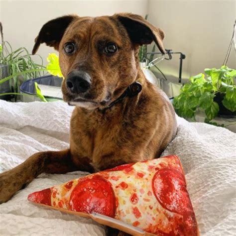 Buy Doggijuana | Dog Toy and Juananip Refill Bundle | Includes ...