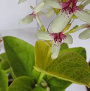 Plantsworld Eranthemum Yellow Vein Live Plant : Amazon.in: Garden ...