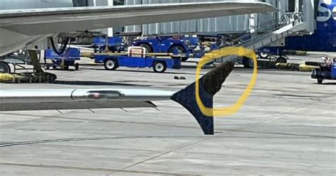 Video: This dog takes you on a virtual tour of the Alps