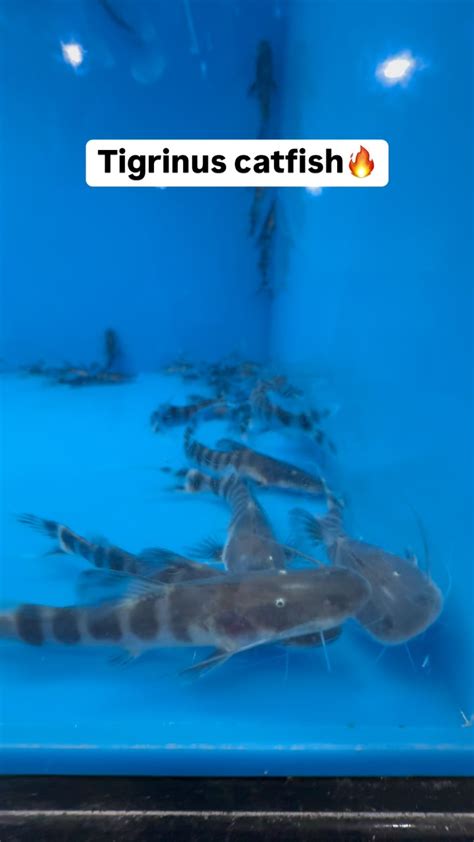 Predatory Fins Fish Store 的图像结果