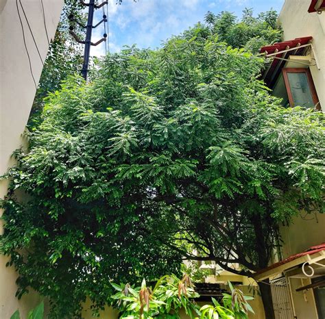 How to Grow Kadi Patta Tree | Growing Kari Patta Plant