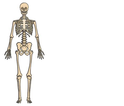 What is a vertebrate? - Twinkl