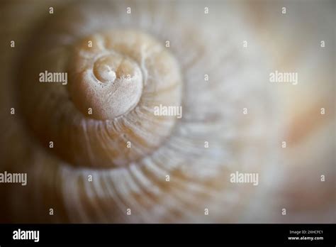 Image result for Snail Mount That Requires Empty Shell