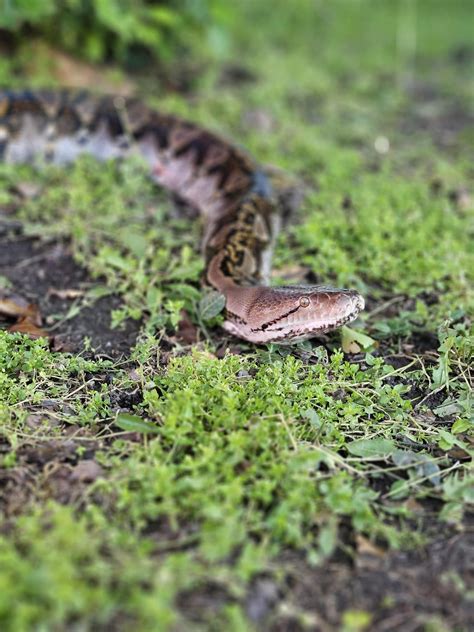 Image result for 30 FT Reticulated Python