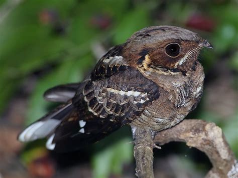 Jerdon's Nightjar - eBird