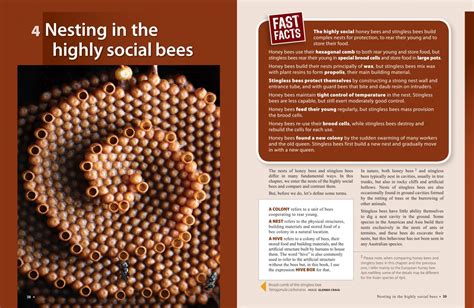 Image result for Tim Heard Native Bees