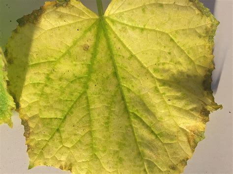Cucumber | Cucumber leaves turning yellow